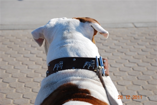 Bulldog's Day Leather Dog Collar with Antique Silver Conchos by D T Designer