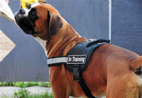 Nylon Service Dog Vest with Hook & Loop Fastener Patches | DT Works