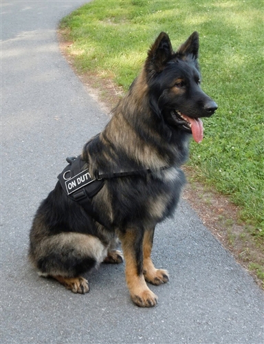 K9 DO NOT PET Patch: Edge Works