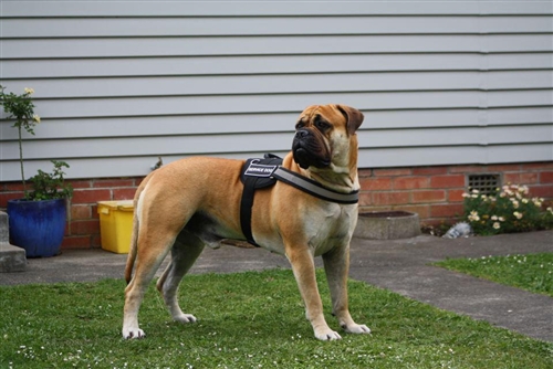 Nylon Service Dog Vest with Hook & Loop Fastener Patches | DT Works