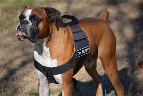 PROFESSIONAL WORKING HARNESS with COBRA BUCKLE - Top Notch K9 Equipment