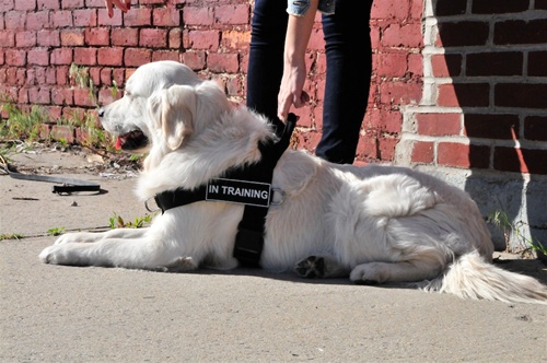 Black//White Medium-Fits Girth Size: 71cm to 97cm Autism Dog Dean /& Tyler DT Works Medium DT Works Harness Autism Dog