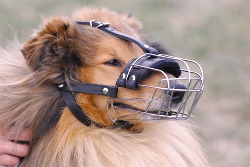 DT Muzzle | Wire Basket Dog Muzzle 
