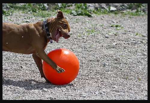 Large Indestructible Dog Exercise Ball